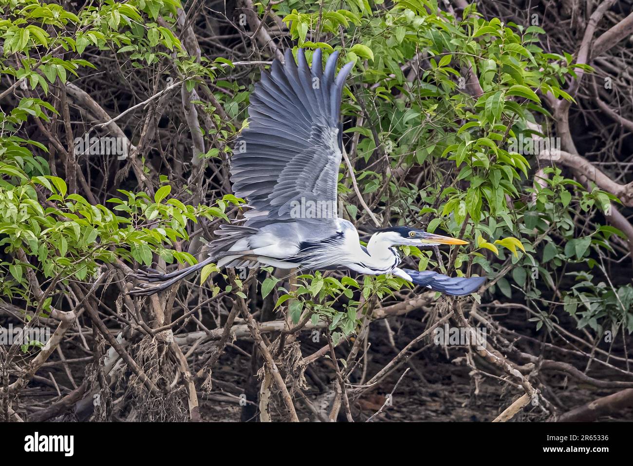 Cocoi Heron, Abflug, Rupununi-Fluss, obere Takutu-obere Essequibo-Region, Guyana Stockfoto