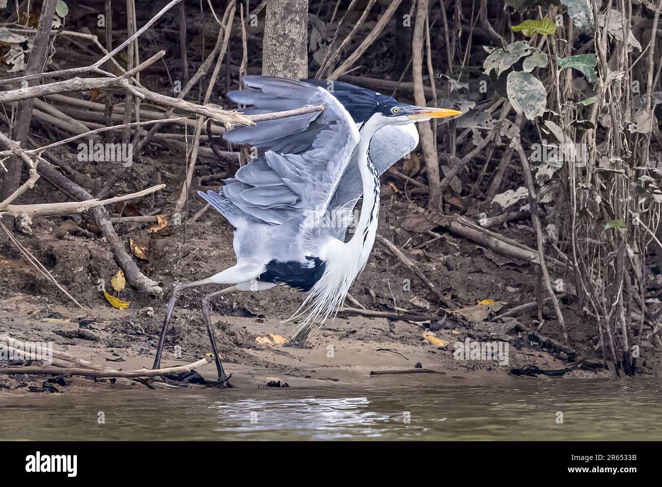 Cocoi Heron, Abflug, Rupununi-Fluss, obere Takutu-obere Essequibo-Region, Guyana Stockfoto