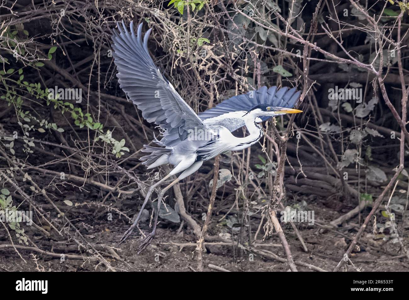 Cocoi Heron, Abflug, Rupununi-Fluss, obere Takutu-obere Essequibo-Region, Guyana Stockfoto