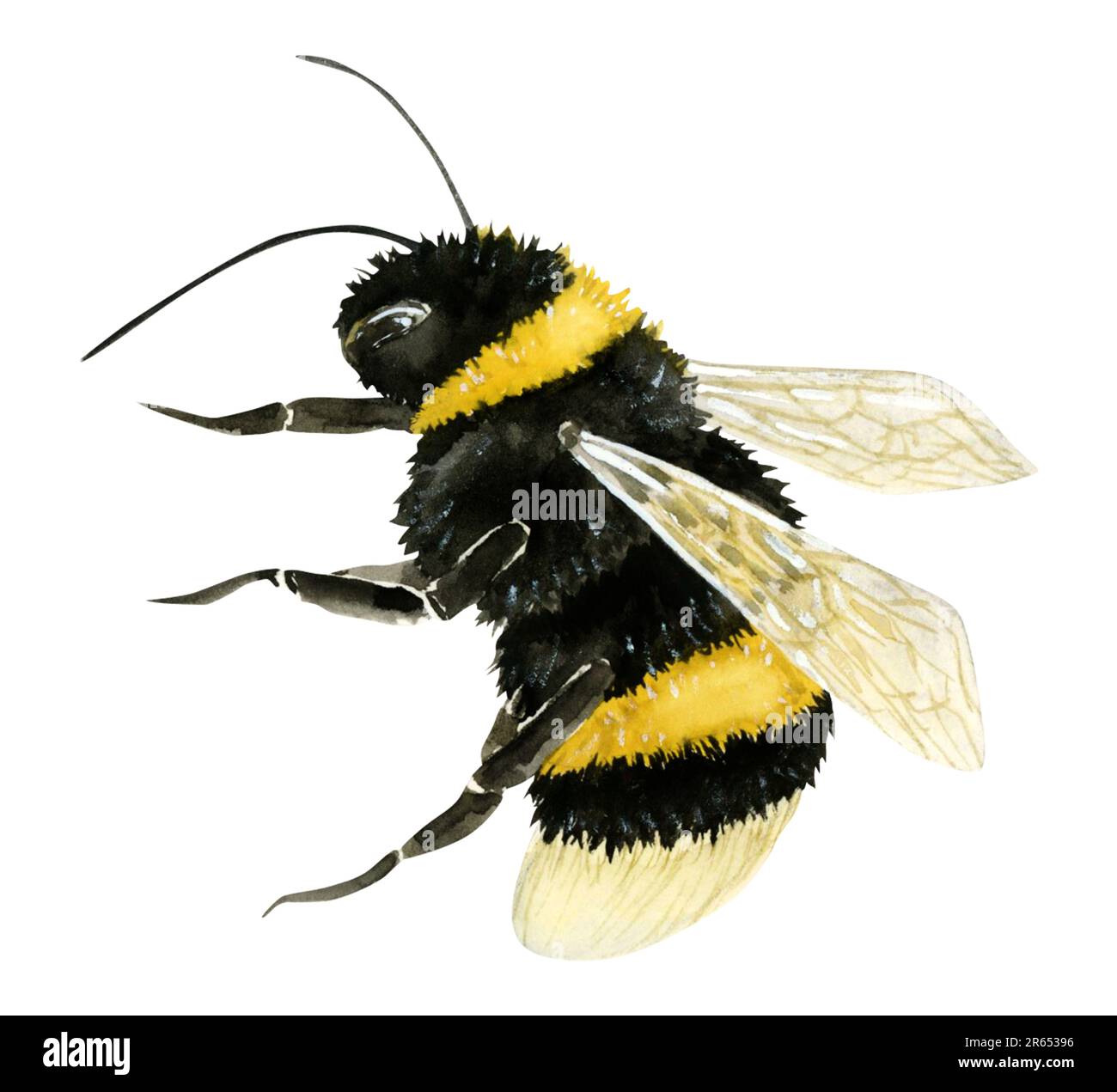 Fliegende Hummel Aquarell Insekten Illustration isoliert auf weißem Hintergrund. Sommertier für Honigmotive Stockfoto