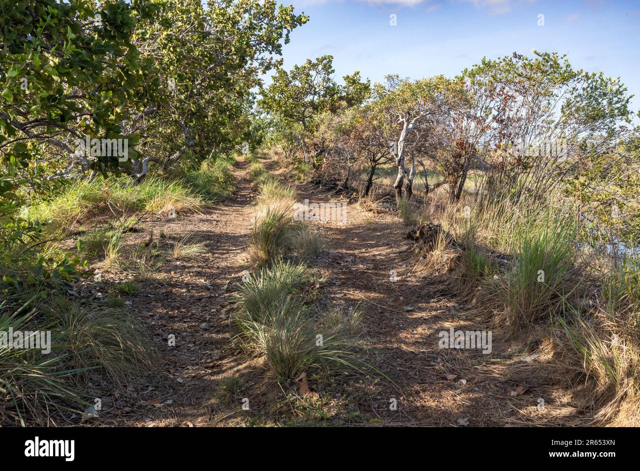 Künstlicher See, Rupununi Savannah, Guyana Stockfoto