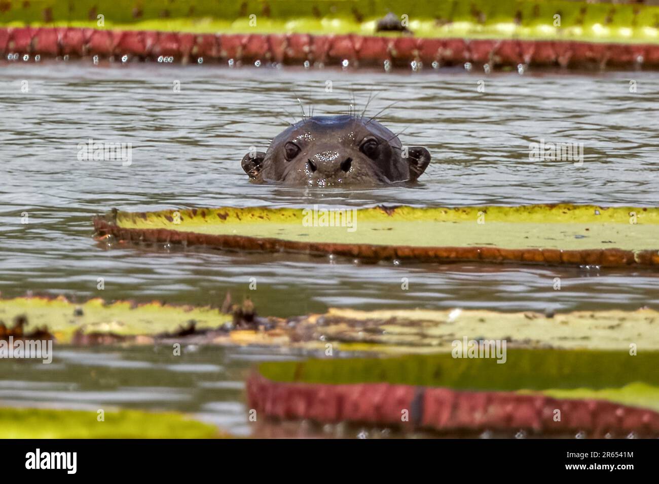 Riesige Otter unter den riesigen Victoria Amazonica Wasserlilien, Rupununi River, Guyana Stockfoto