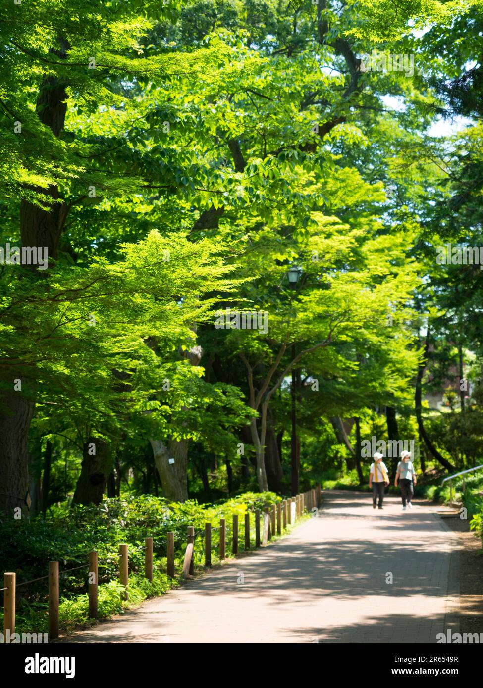 Inokashira Park Stockfoto
