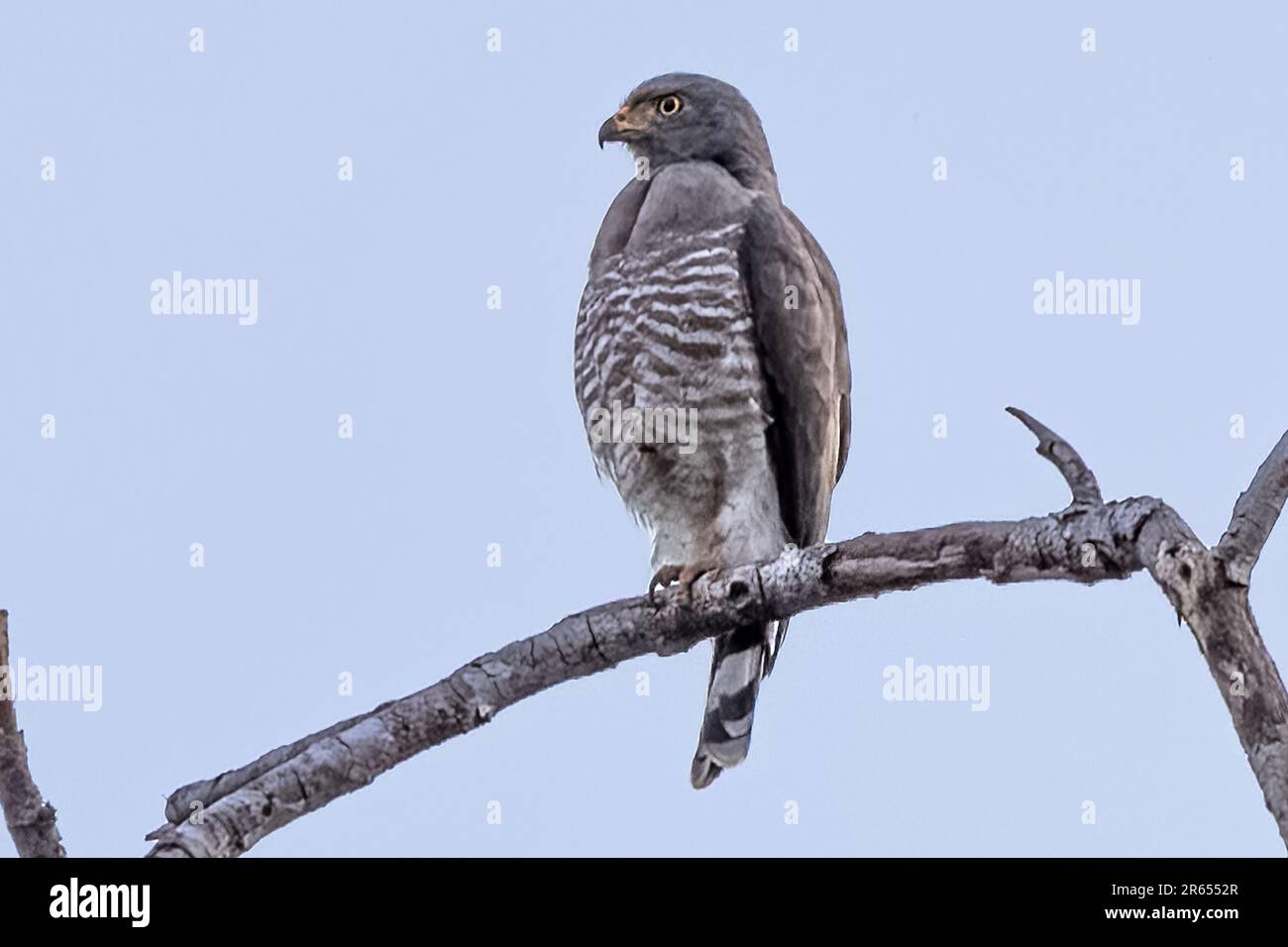 Road side Hawk, Dämmerung, Rupununi River, Rupuni Savannah, Upper Takutu-Upper Essequibo Region, Guyana Stockfoto