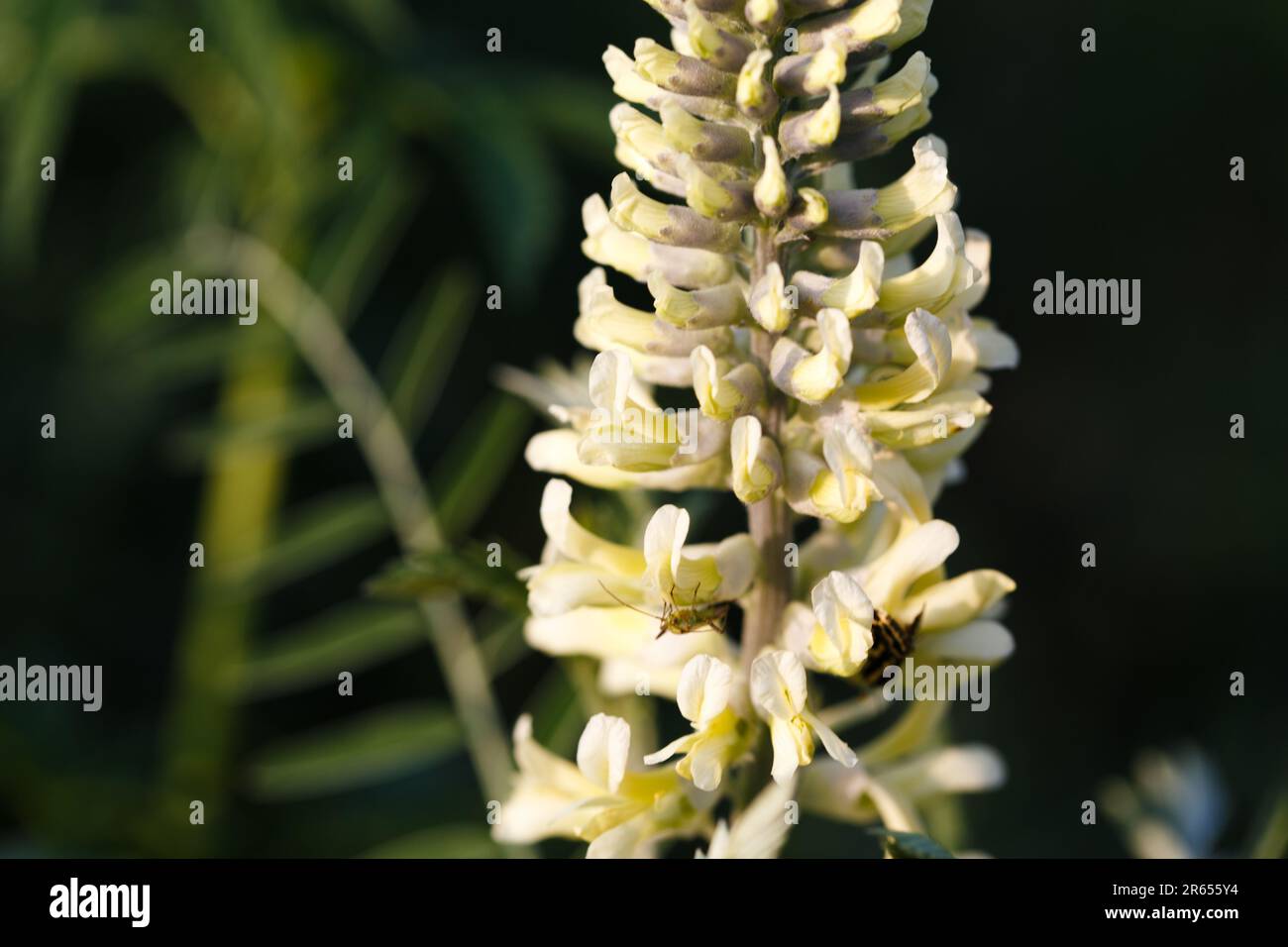 Sophora foxtail, Sophora alopecuroides, Sophora vulgaris, ganzjähriges Heilkraut. Eine Art der Gattung Sophora in der Leguminosen-Familie Fabaceae Stockfoto