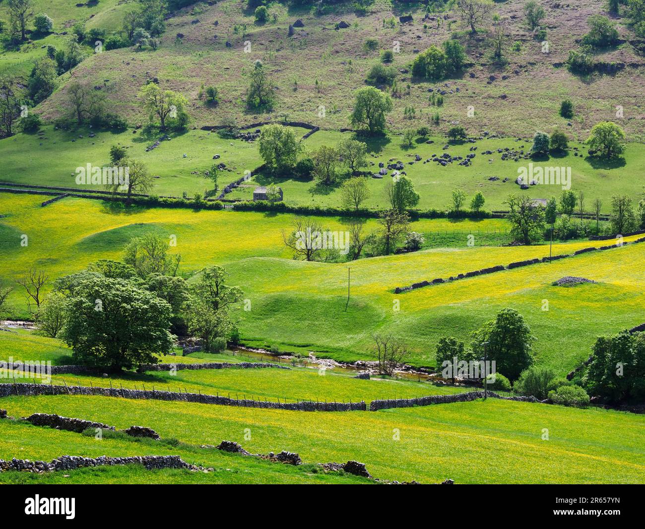 Buttercup-Wiesen im Langstrothdale Upper Wharfedale Yorkshire Dales National Park North Yorkshire England Stockfoto