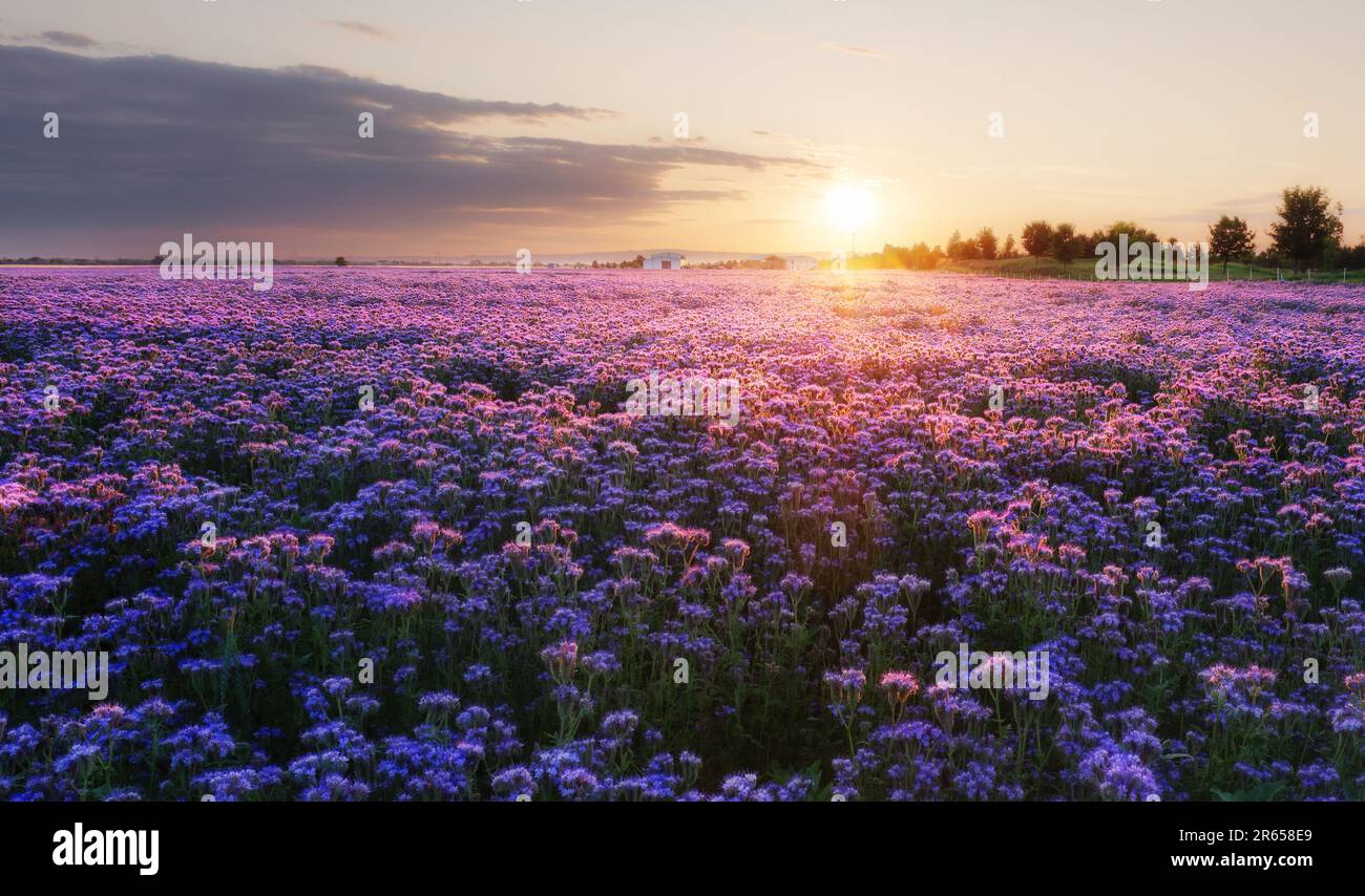 Blühende Phacelia-Blumen violettes Feld unter den roten Farben des Sommeruntergangs. Landwirtschaft Landwirtschaft Landwirtschaft Naturlandschaft Stockfoto