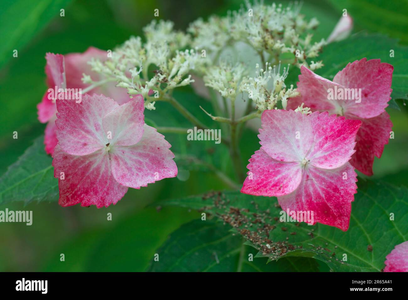 Hortensie Blüte Stockfoto