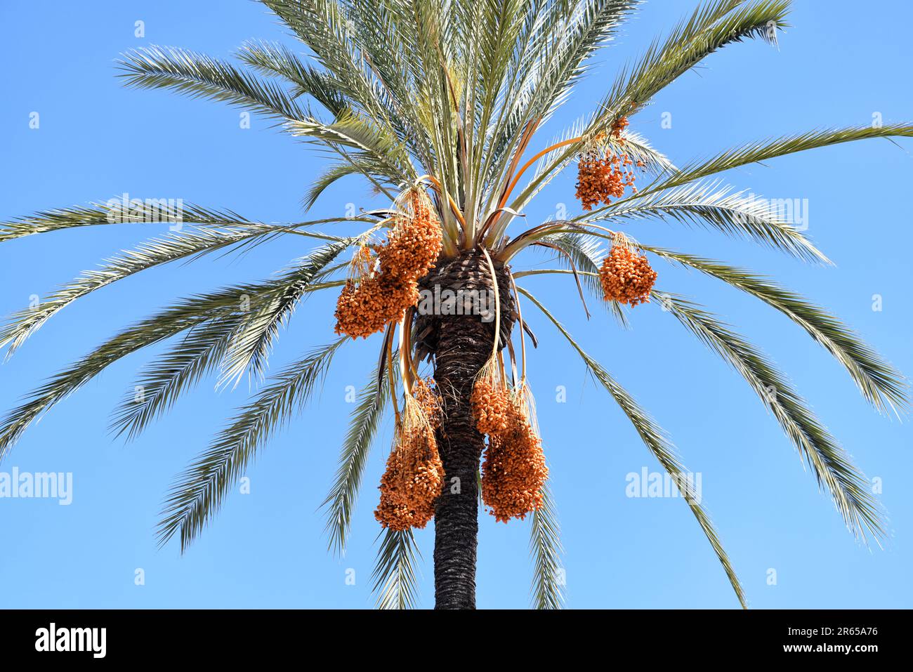 Nahaufnahme einer Dattelpalme mit Früchten, die vor einem blauen Himmel hängen. Stockfoto