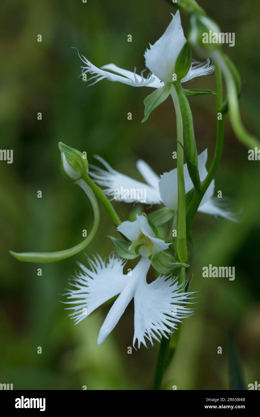 Habenaria radiata-Blüten Stockfoto