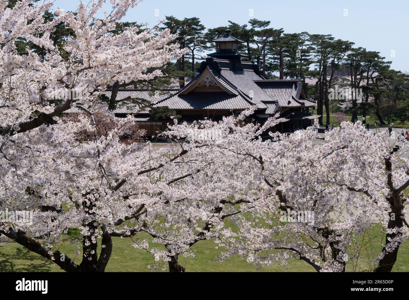 Kirschblüten im Goryokaku Park und im Büro des Richters von Hakodate Stockfoto