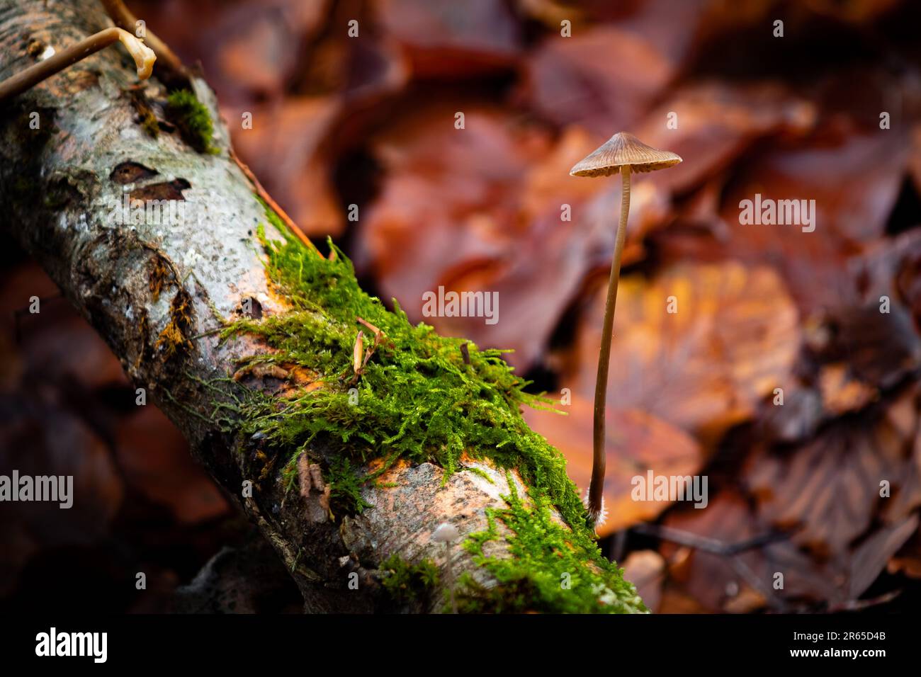 Makrofotografie von Pilzen im Wald Stockfoto
