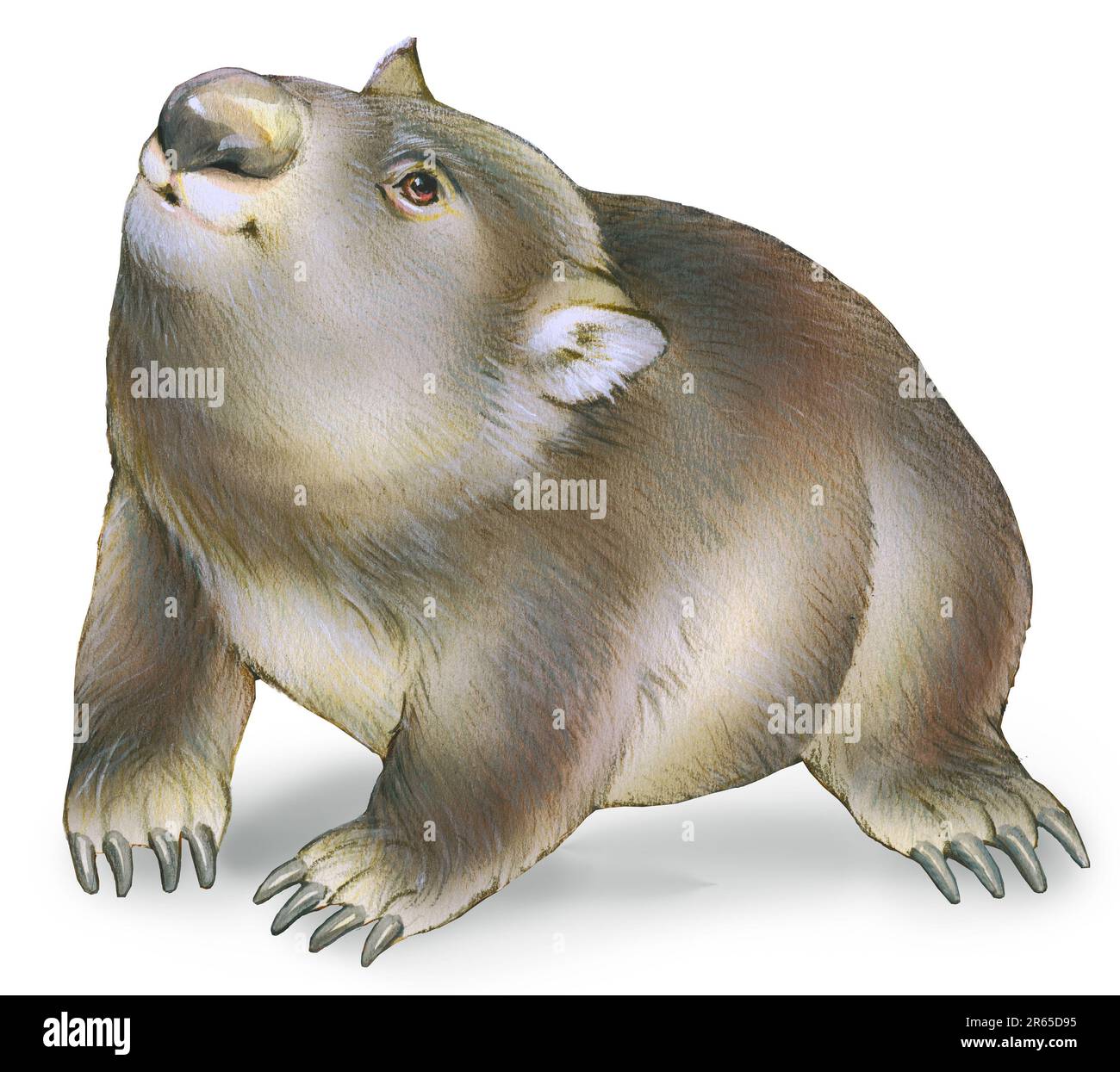 Tiere - ein einziger Wombat auf Weiß. Stockfoto