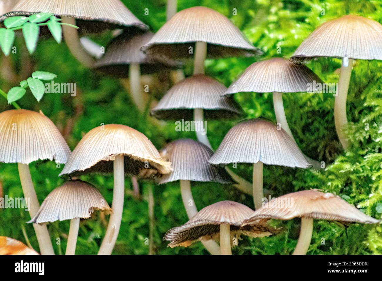 Makrofotografie von Pilzen im Wald Stockfoto