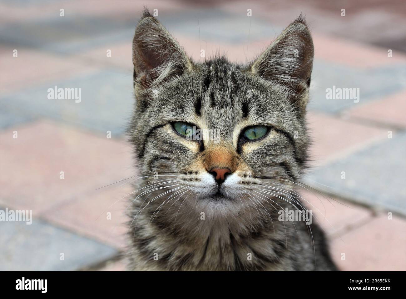 Eine süße streunende Katze. Nahaufnahme des Katzenkopfes. Porträt der Katze. Stockfoto