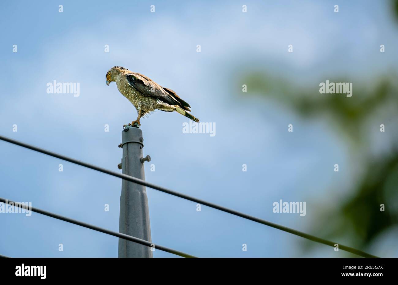 Reifer Schlangenadler, der sich an einer Stange kühlt. Stockfoto