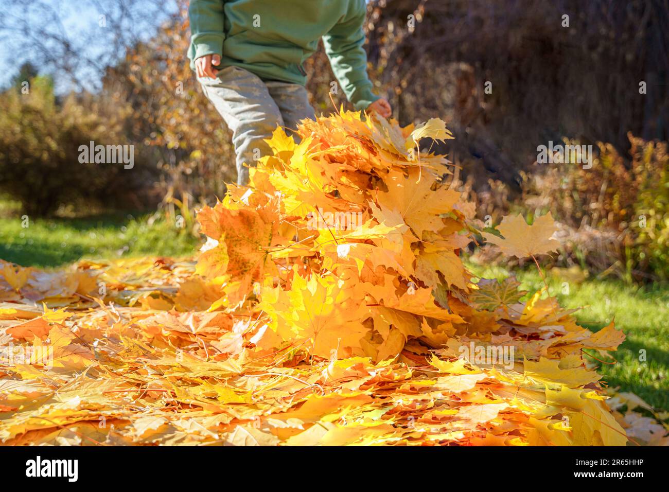 Ein Mädchen, das mit Herbstblättern auf Trampolin springt. Leuchtend gelbes Ahornblatt. Ein Kind geht, hat Spaß, spielt im Herbstgarten. Im Freien Stockfoto