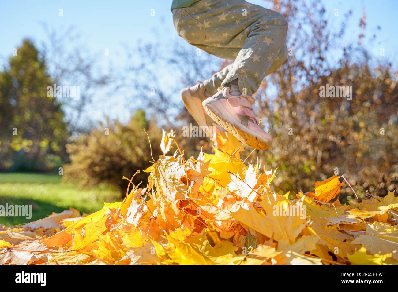 Ein Mädchen, das mit Herbstblättern auf Trampolin springt. Leuchtend gelbes Ahornblatt. Ein Kind geht, hat Spaß, spielt im Herbstgarten. Im Freien Stockfoto