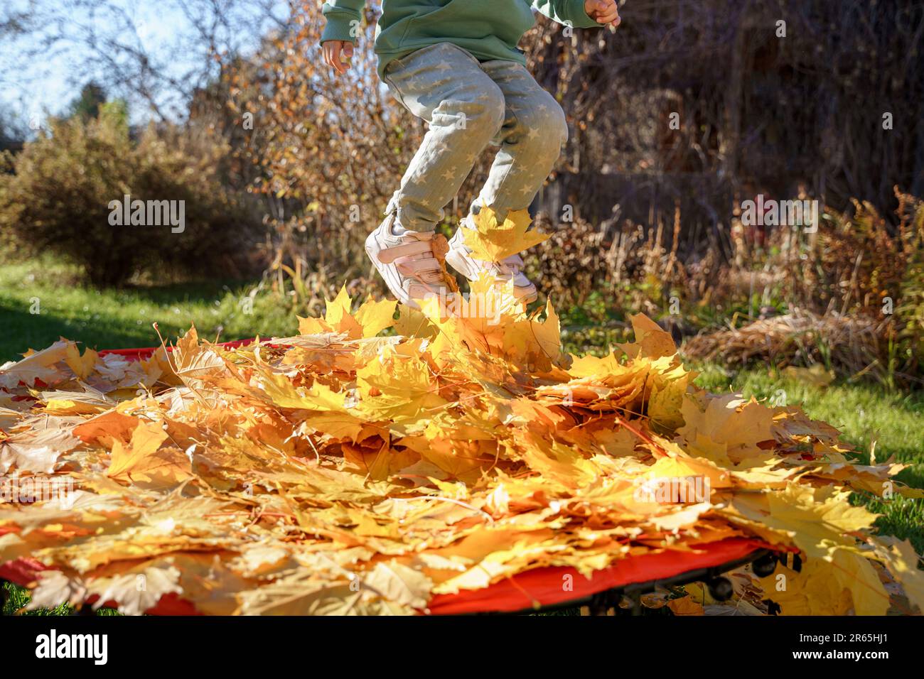 Ein Mädchen, das mit Herbstblättern auf Trampolin springt. Leuchtend gelbes Ahornblatt. Ein Kind geht, hat Spaß, spielt im Herbstgarten. Im Freien Stockfoto