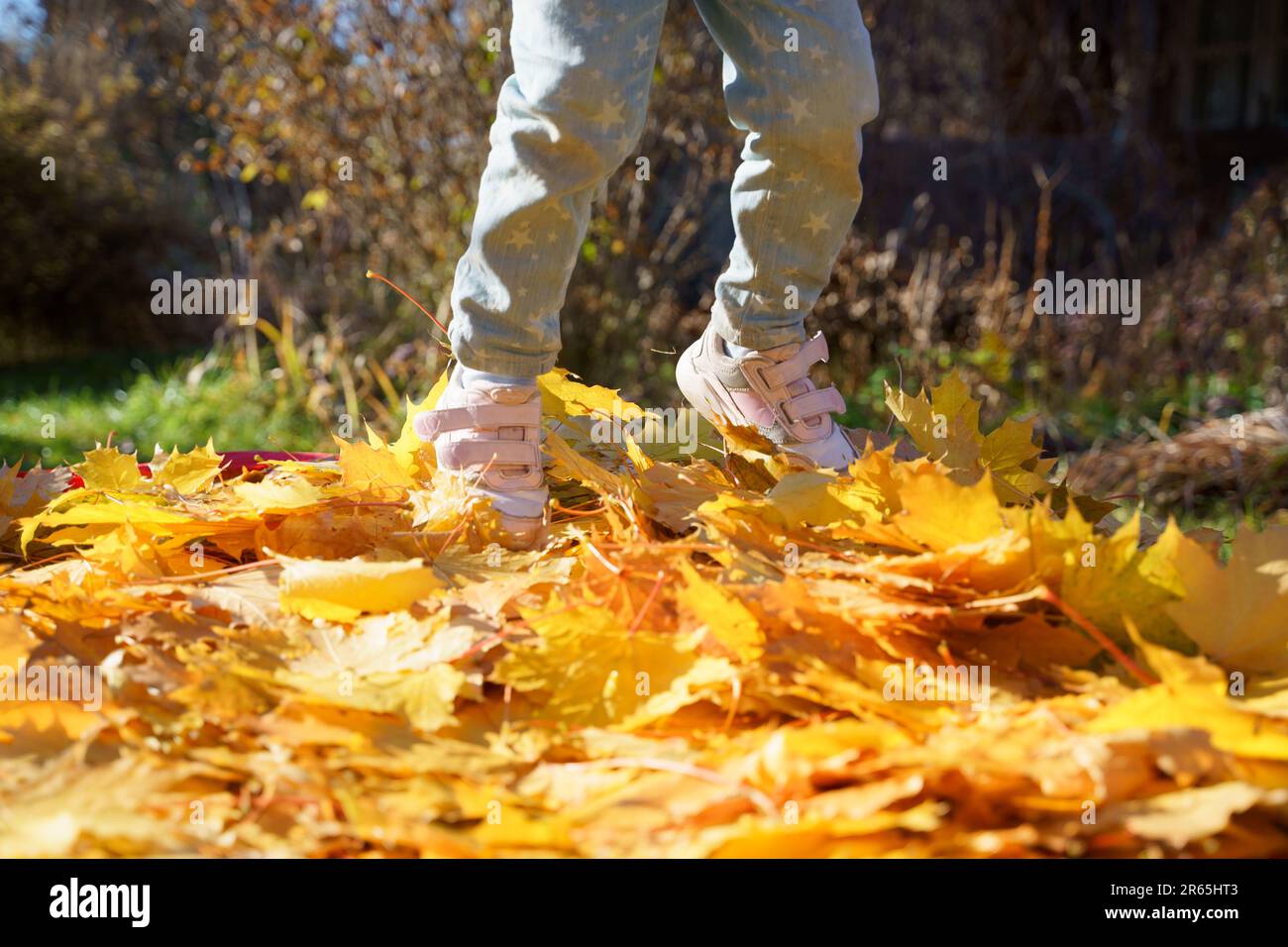 Ein Mädchen, das mit Herbstblättern auf Trampolin springt. Leuchtend gelbes Ahornblatt. Ein Kind geht, hat Spaß, spielt im Herbstgarten. Im Freien Stockfoto