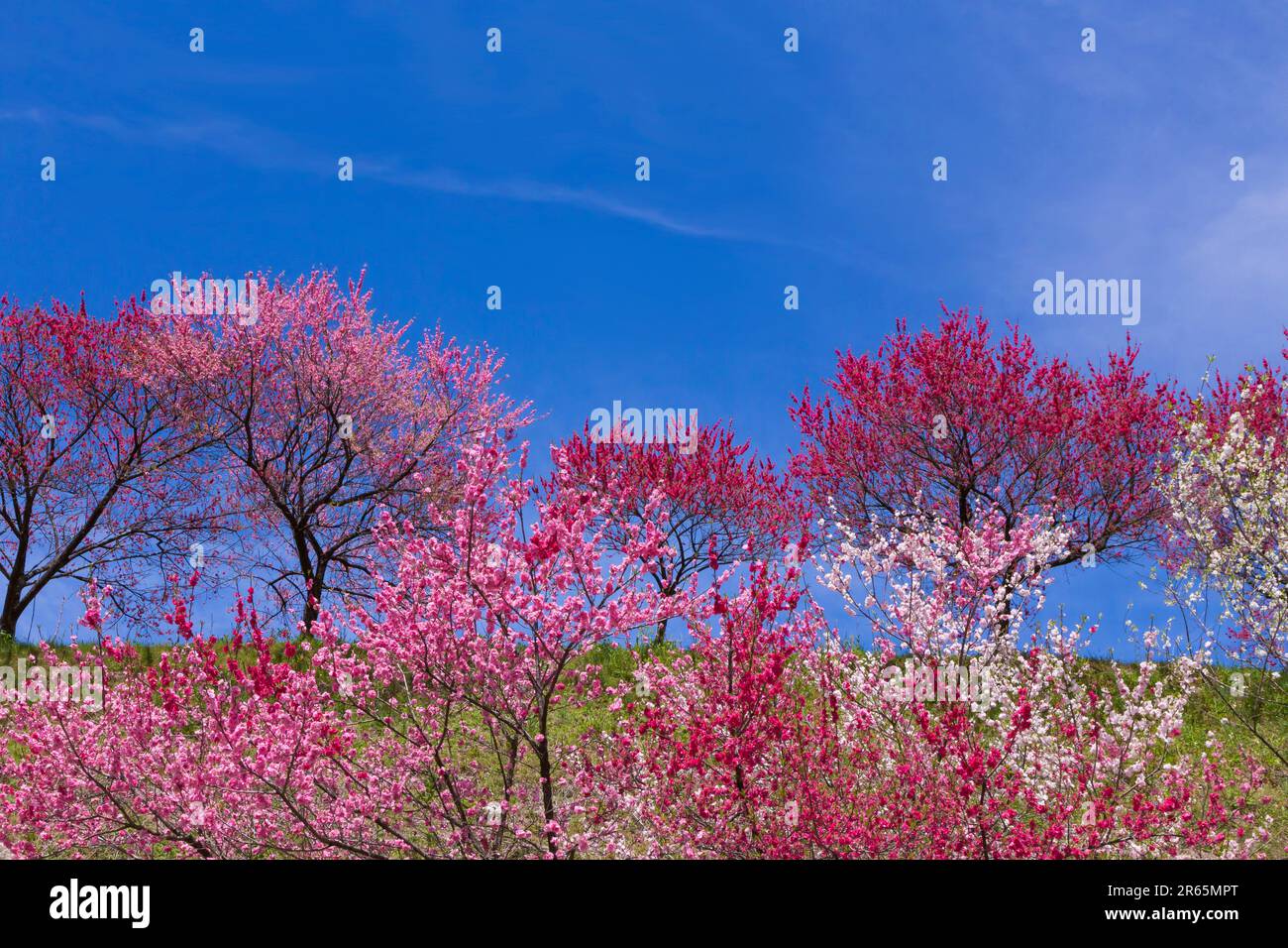 Hanamomo kein sato-Dorf Stockfoto