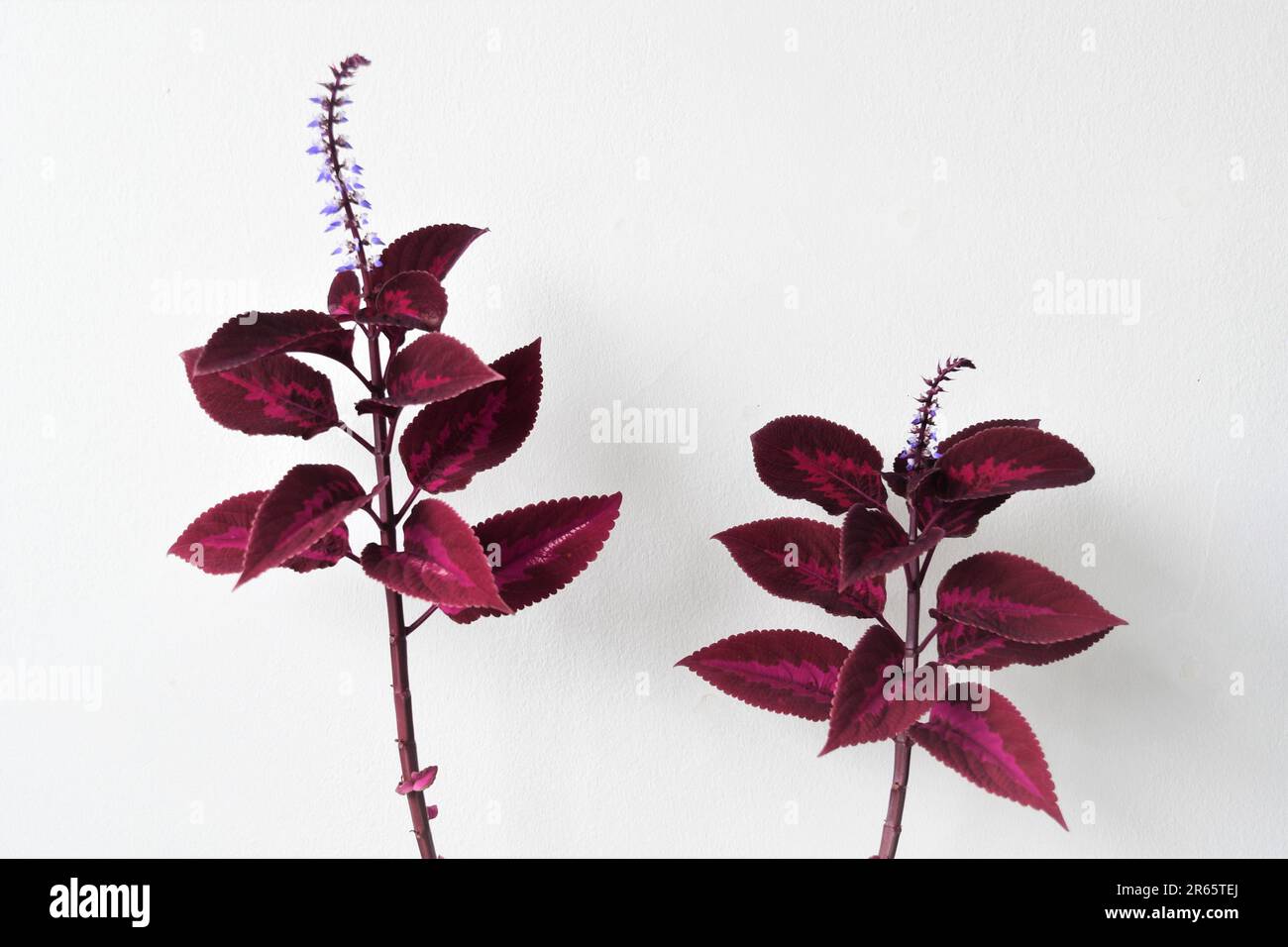 zimmerpflanze verdrehter stamm Schefflera Stamm geflochten  We are plants
