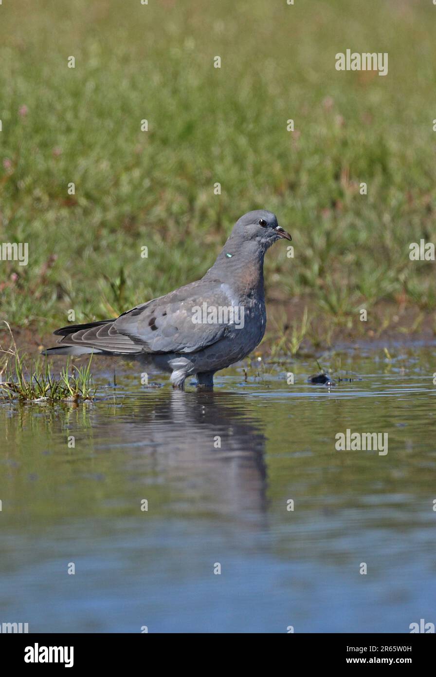 Stock Dove (Columba Oenas), Eccles-on-Sea, Norfolk, Großbritannien. Juli Stockfoto