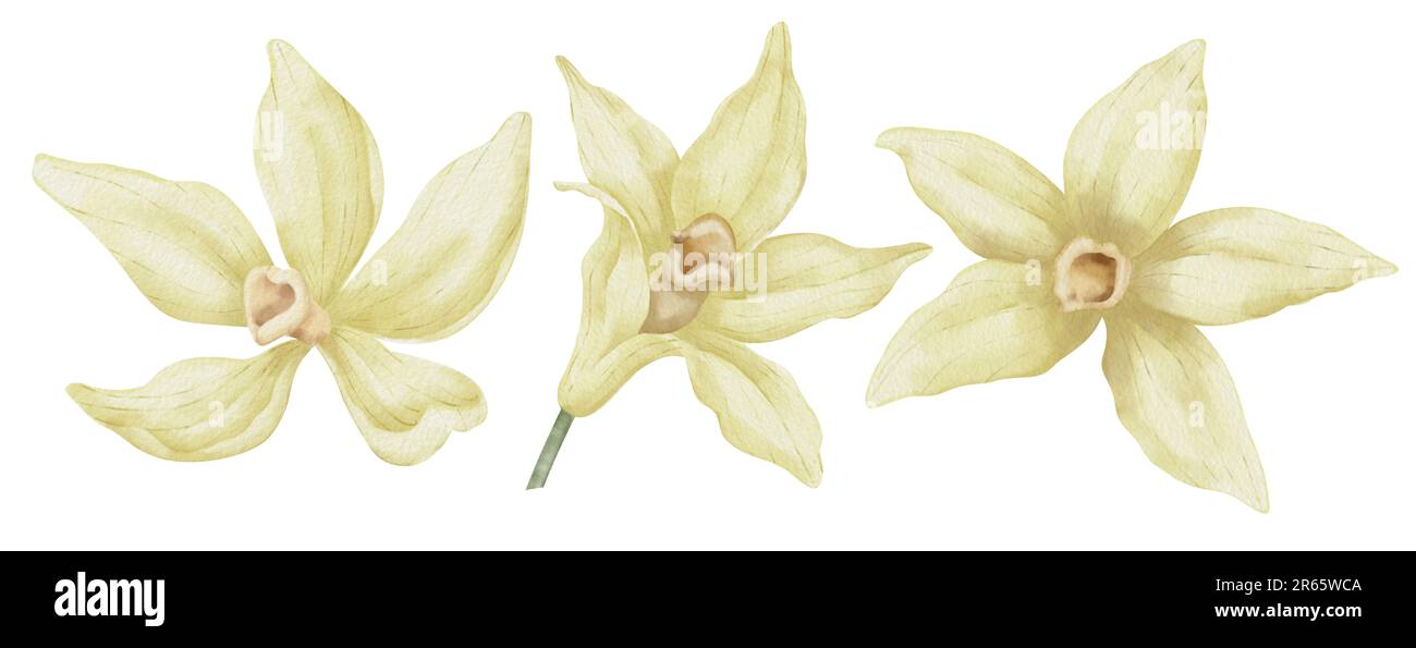 Vanilleblumen-Set. Handgezeichnete Aquarelldarstellung gelber Orchideenpflanzen auf weißem isoliertem Hintergrund. Zeichnung von Kräuterzutaten zum Kochen oder Aroma. Blumenbündel blühender Pflanzen Stockfoto