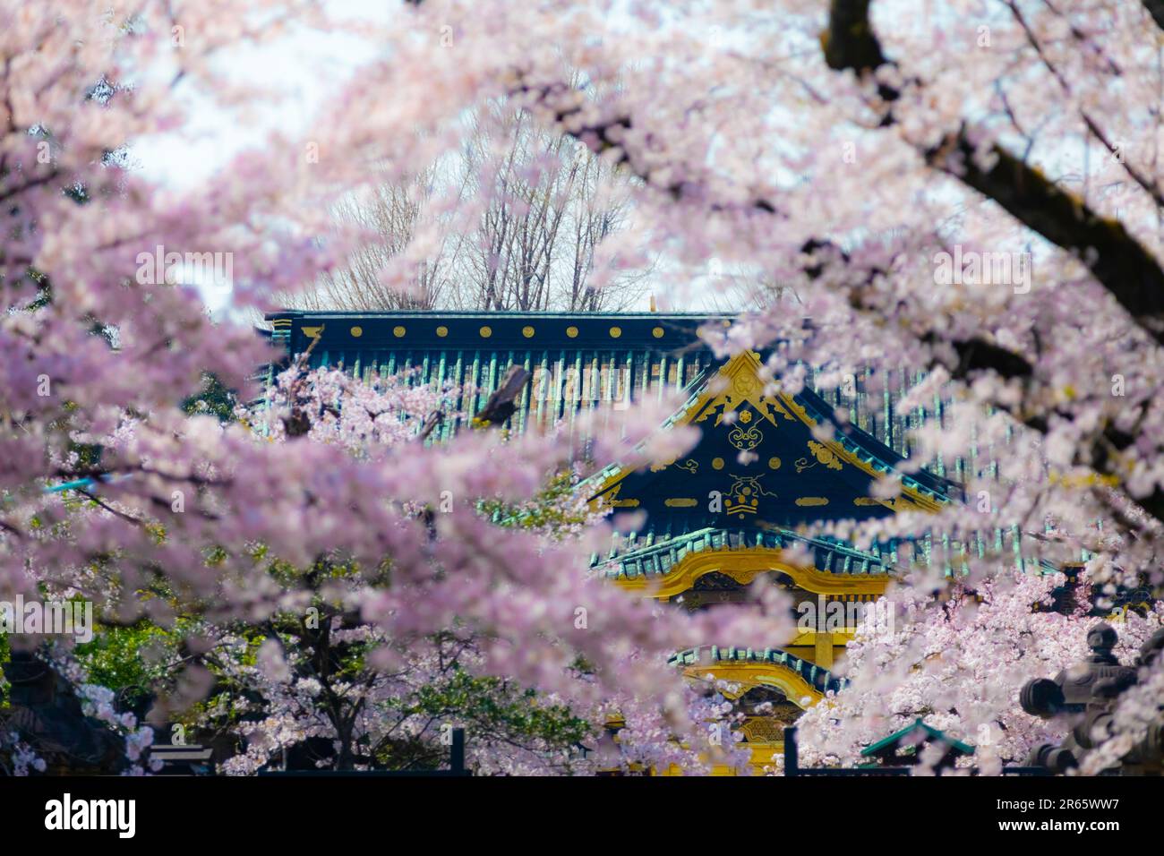 Ueno-Toshogu-Schrein und Kirschblüten in voller Blüte Stockfoto