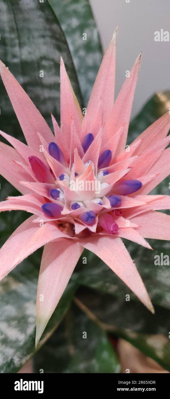 Eine leuchtende rosa Blume mit einem leuchtenden violetten Zentrum befindet sich auf einem üppigen grünen Blatt und schafft ein fesselndes Erscheinungsbild, das sicher eine atemberaubende Ergänzung sein wird Stockfoto