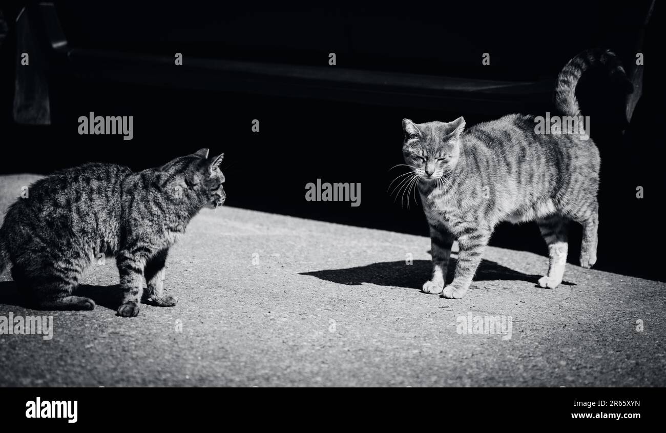 An einem sonnigen Tag stehen zwei Straßenkatzen auf dem warmen Asphalt auf dem Schwarzweißfoto. Die Schönheit dieser Katzenwesen kommt mit Stockfoto