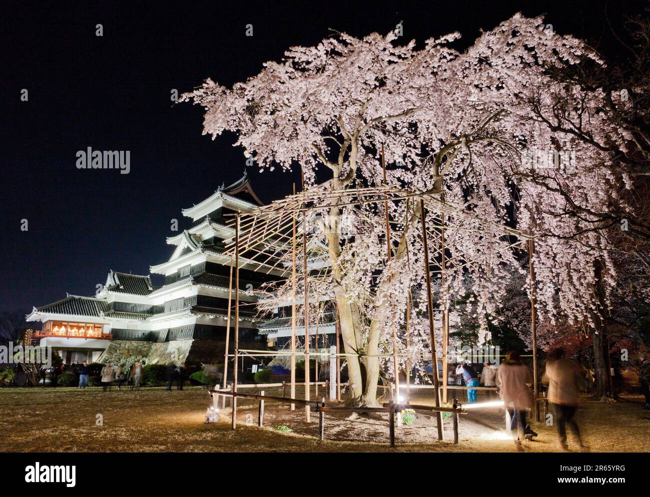 Schloss Matsumoto und Kirschblüten Stockfoto