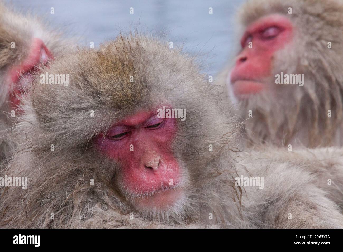 Affen im Jigokudani Monkey Park Stockfoto