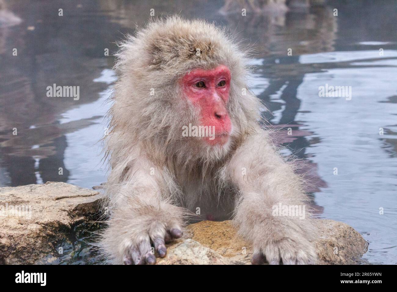 Affen im Jigokudani Monkey Park Stockfoto