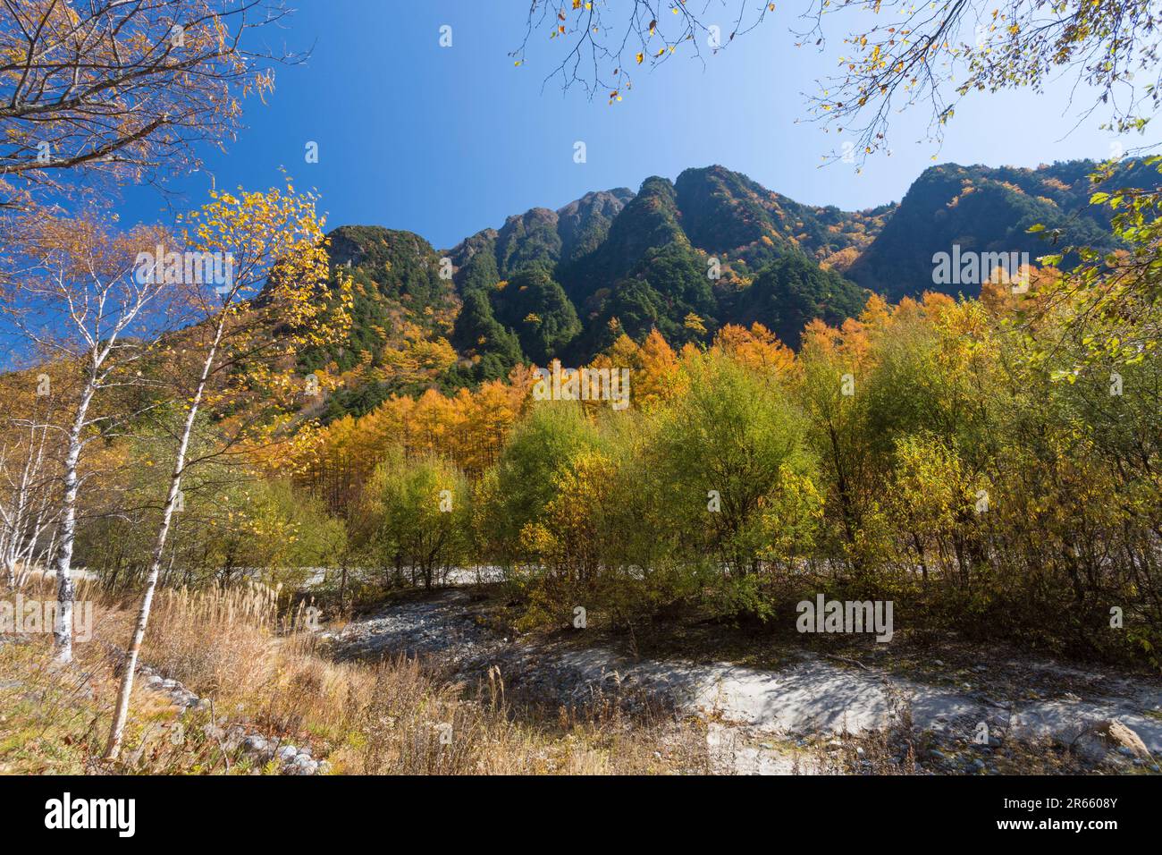 Herbstblätter von Mt. 600 und Karamatsu Stockfoto