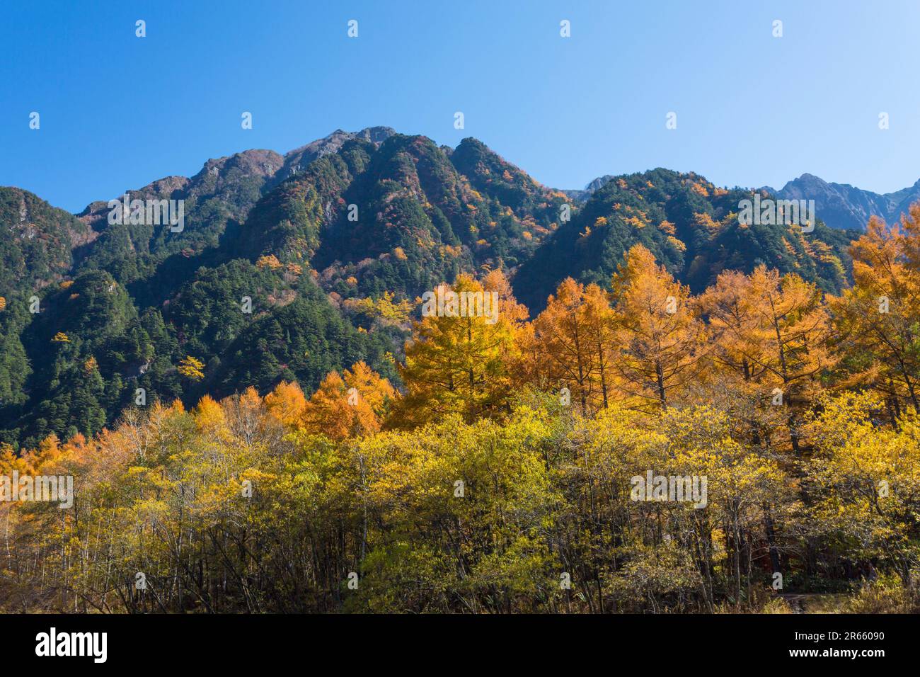 Herbstblätter von Mt. 600 und Karamatsu Stockfoto