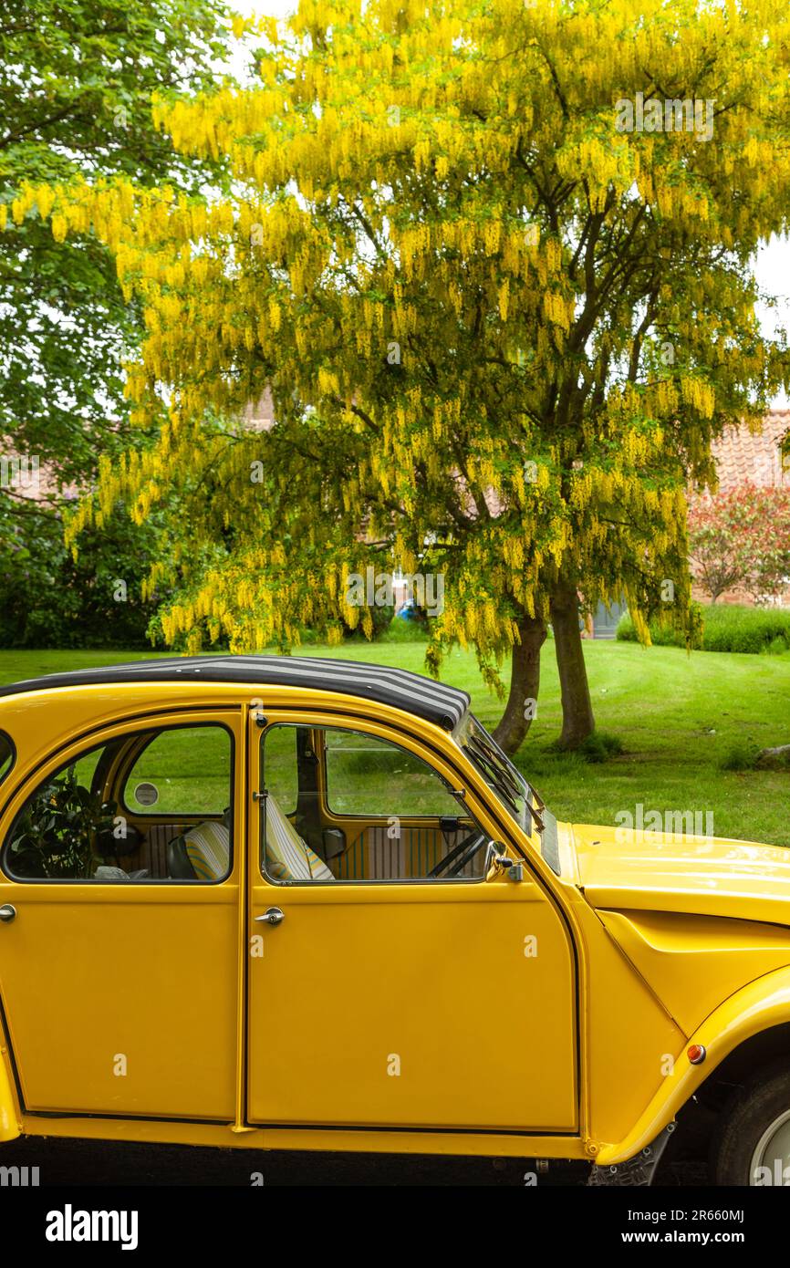 Ein hellgelbes Auto der 2CV-Klasse, das in Schottland neben einem gelben Laburnum in Blume geparkt ist Stockfoto