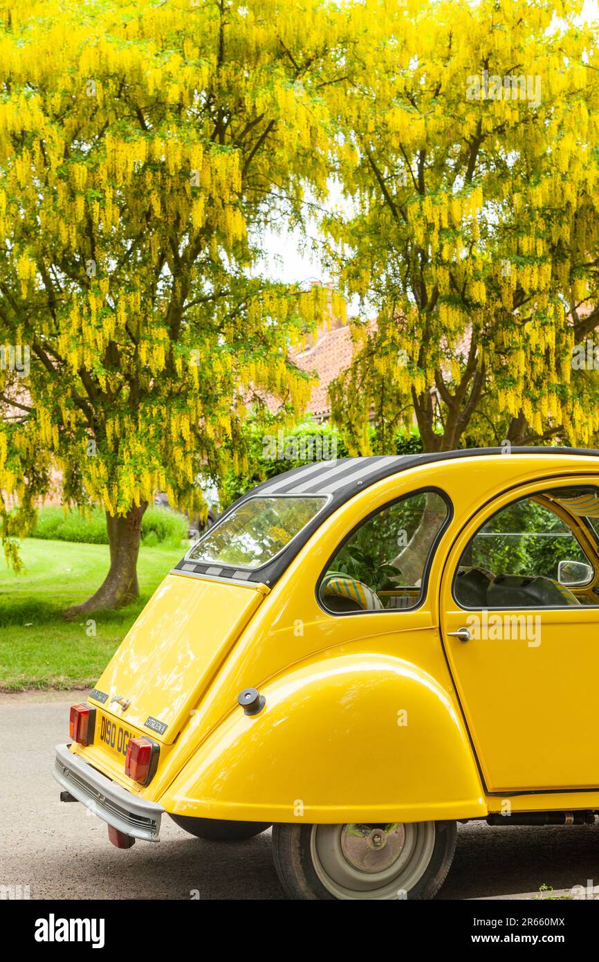 Ein hellgelbes Auto der 2CV-Klasse, das in Schottland neben einem gelben Laburnum in Blume geparkt ist Stockfoto