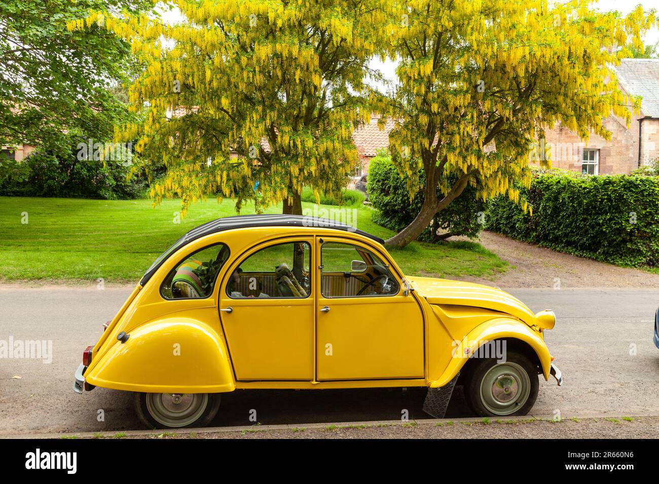Ein hellgelbes Auto der 2CV-Klasse, das in Schottland neben einem gelben Laburnum in Blume geparkt ist Stockfoto