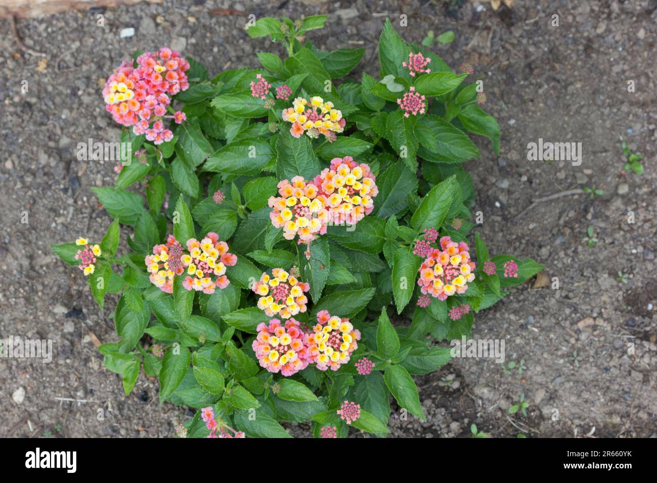 Lantana Blumen Stockfoto