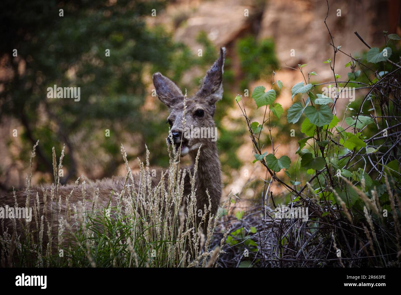 Ein Hirsch in Zion Stockfoto