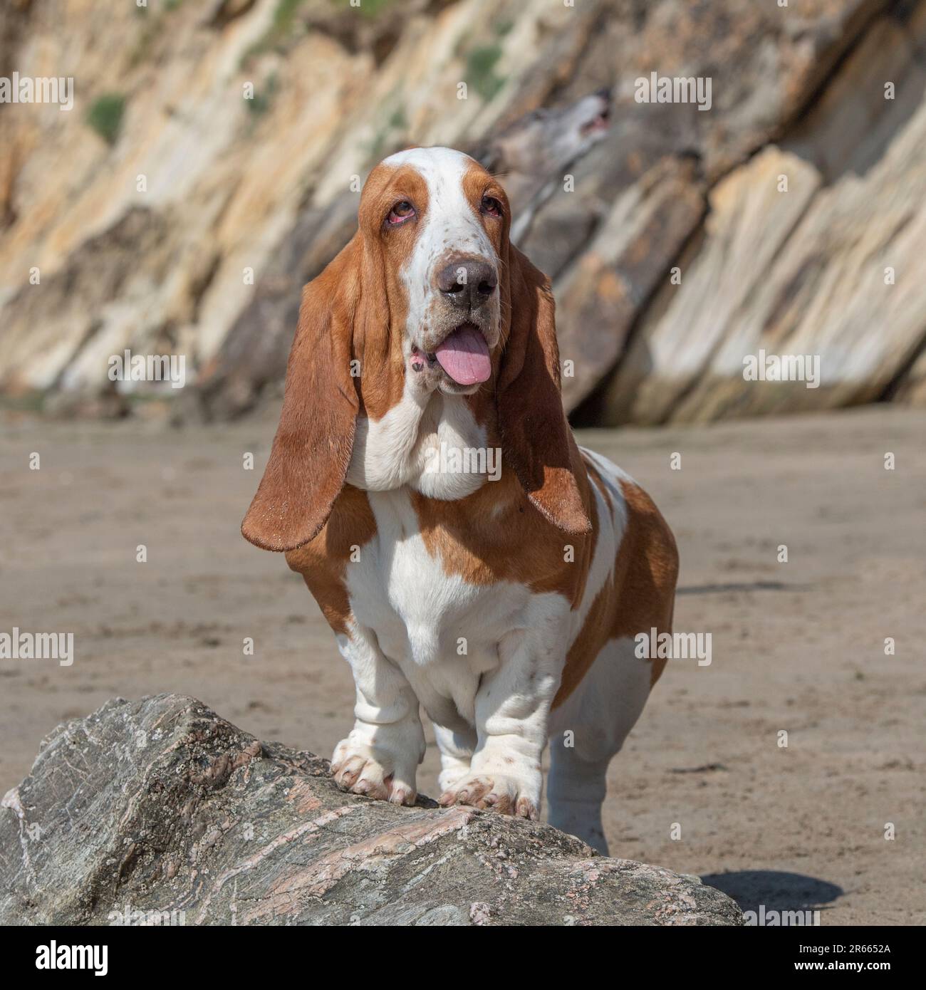 Basset hound Stockfoto
