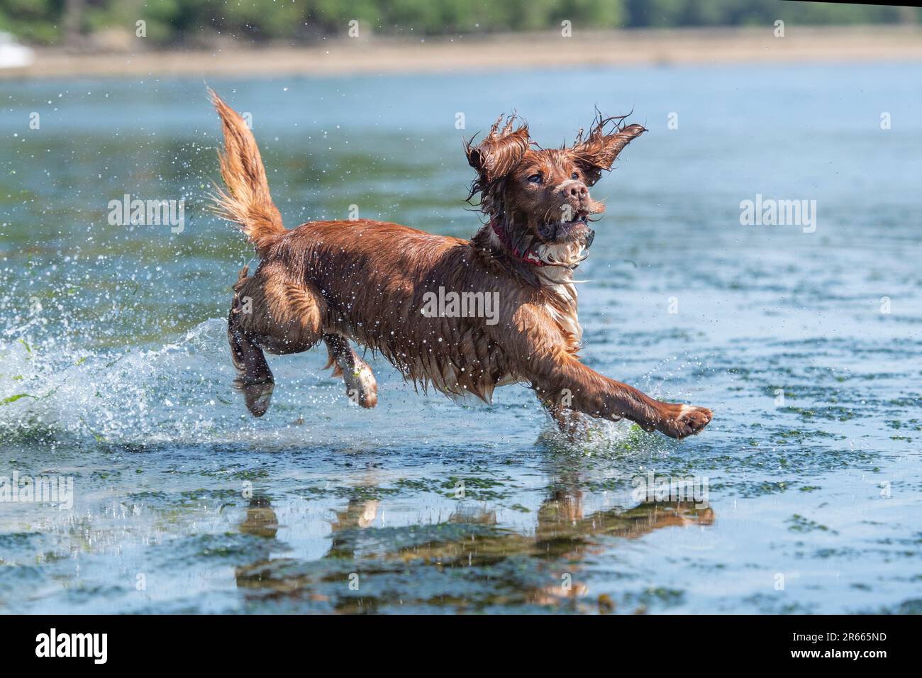 spanieler Hund, der im Meer rennt Stockfoto