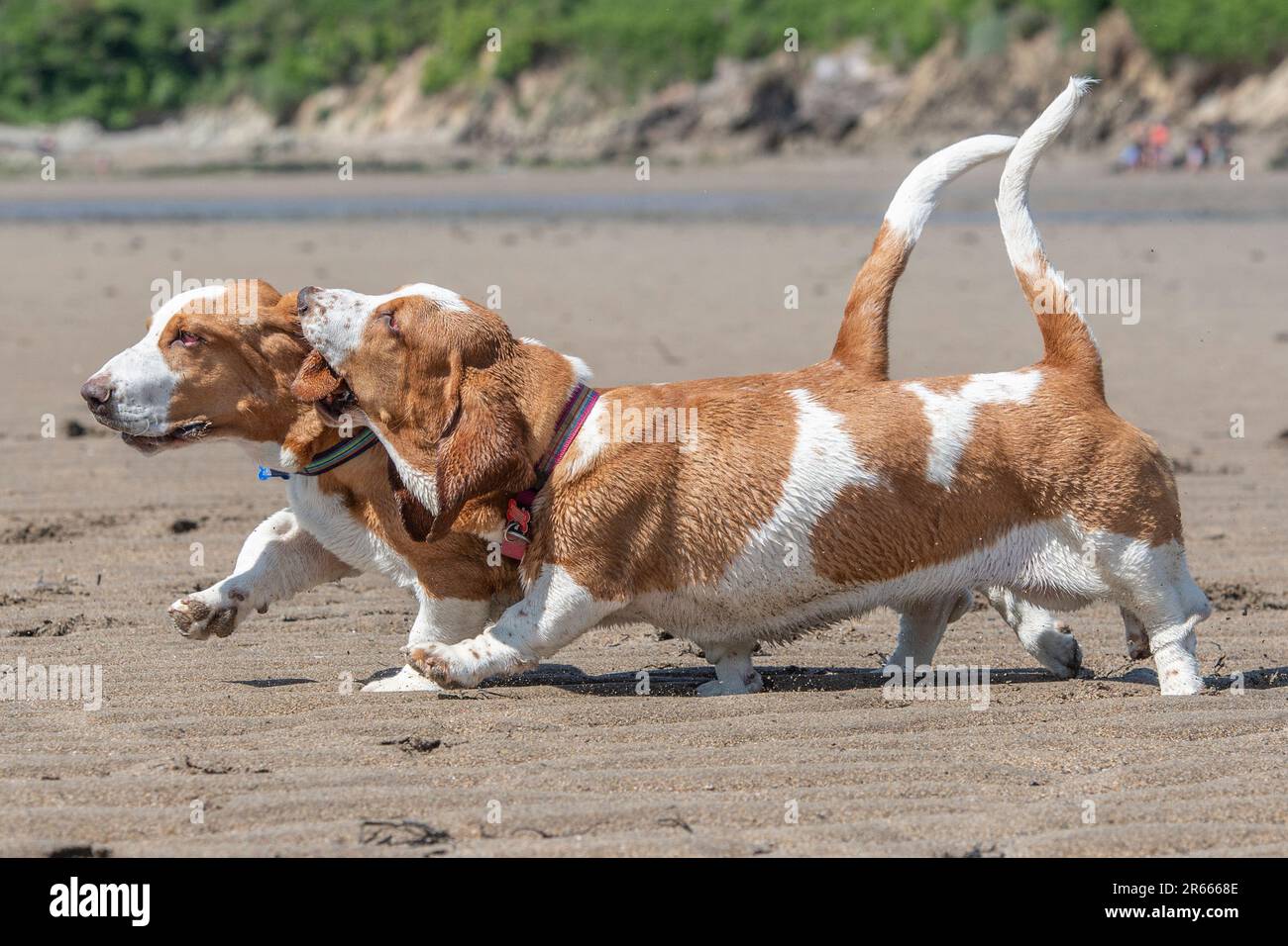 Zwei Geisterhunde, die zusammen am Strand rumlaufen Stockfoto