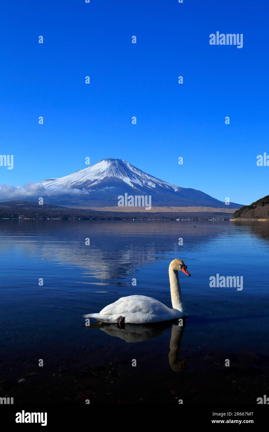 Schwäne und Upper Down Fuji am Yamanakako-See Stockfoto