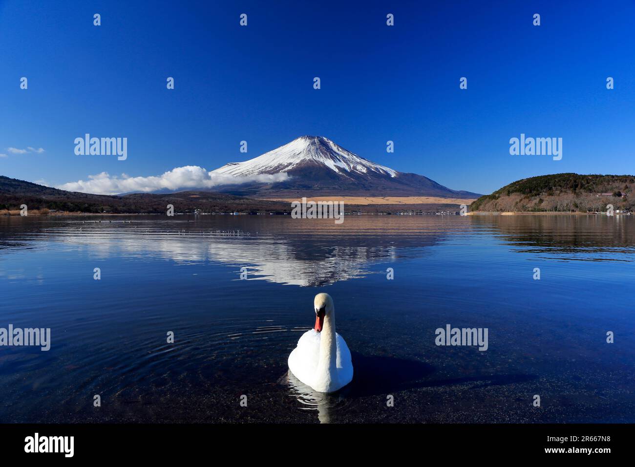 Schwäne und Upper Down Fuji am Yamanakako-See Stockfoto