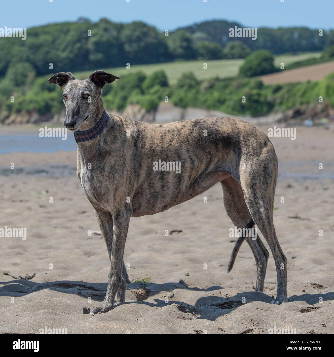 Windhund Stockfoto