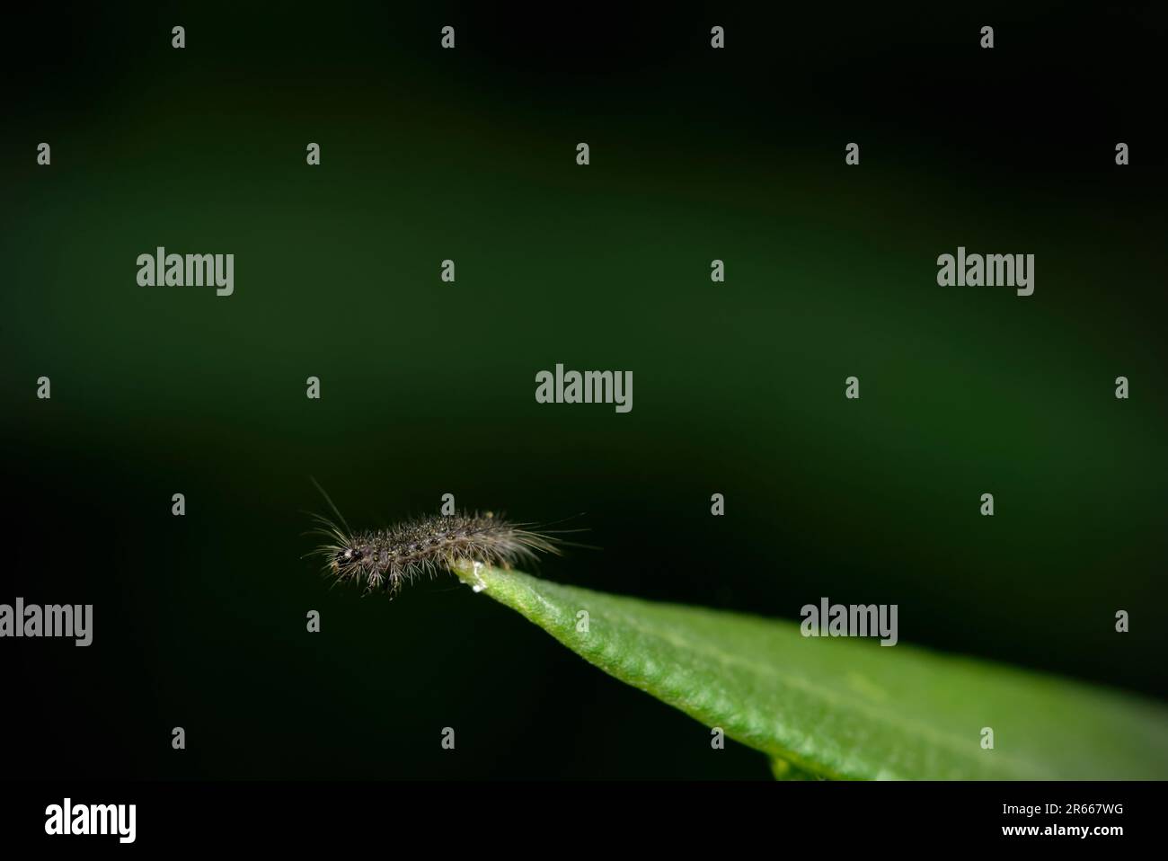 Einzelne kleine, haarige Raupe (Lepidoptera) auf einem Blatt, Makrofotografie, Insekten, Artenvielfalt Stockfoto