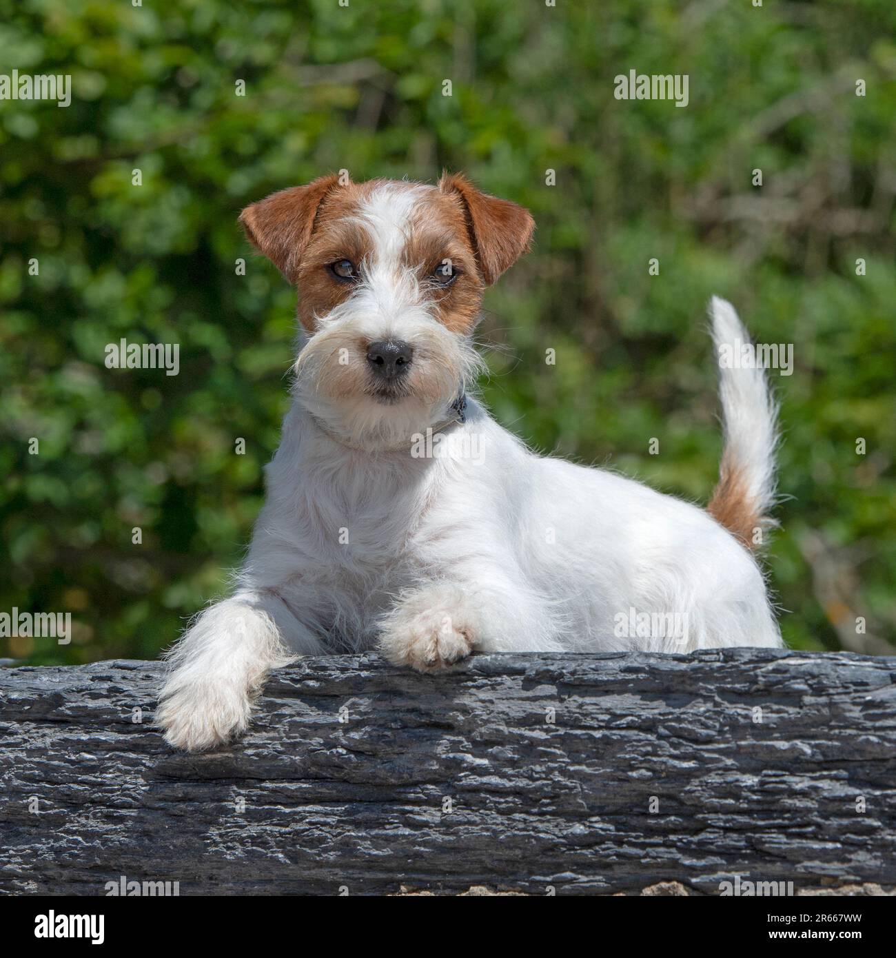 jack rusell Terrier entspannend Stockfoto