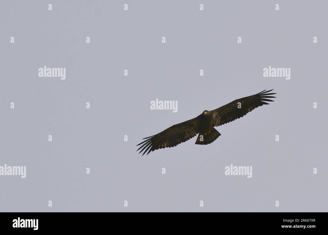 Der Goldene Adler fliegt über den See Stockfoto